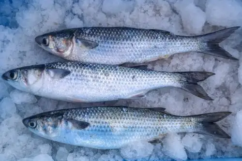Ministerio de la Producción autorizan la pesca exploratoria del recurso lisa en la laguna La Niña, en Piura.