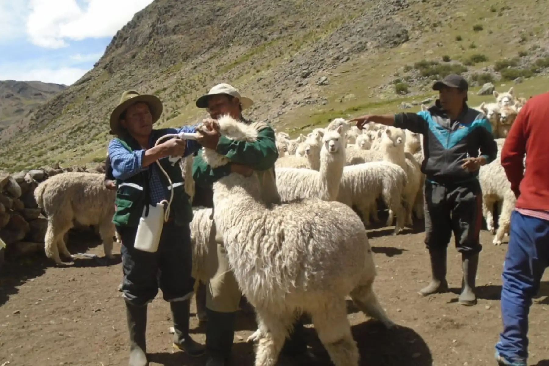 Especialistas del Minagri capacitan a líderes alpaqueros de Apurímac para afrontar bajas temperaturas. ANDINA/Difusión