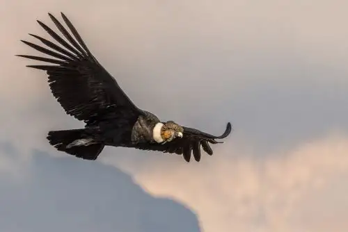 El cóndor andino es el ave voladora más grande del mundo y es una de las aves emblemáticas del Perú.  ANDINA/Difusión
