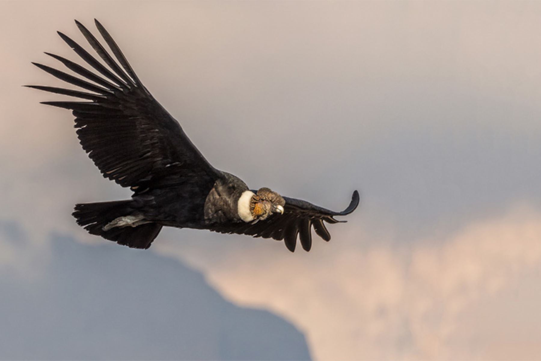 El cóndor andino es el ave voladora más grande del mundo y es una de las aves emblemáticas del Perú.  ANDINA/Difusión