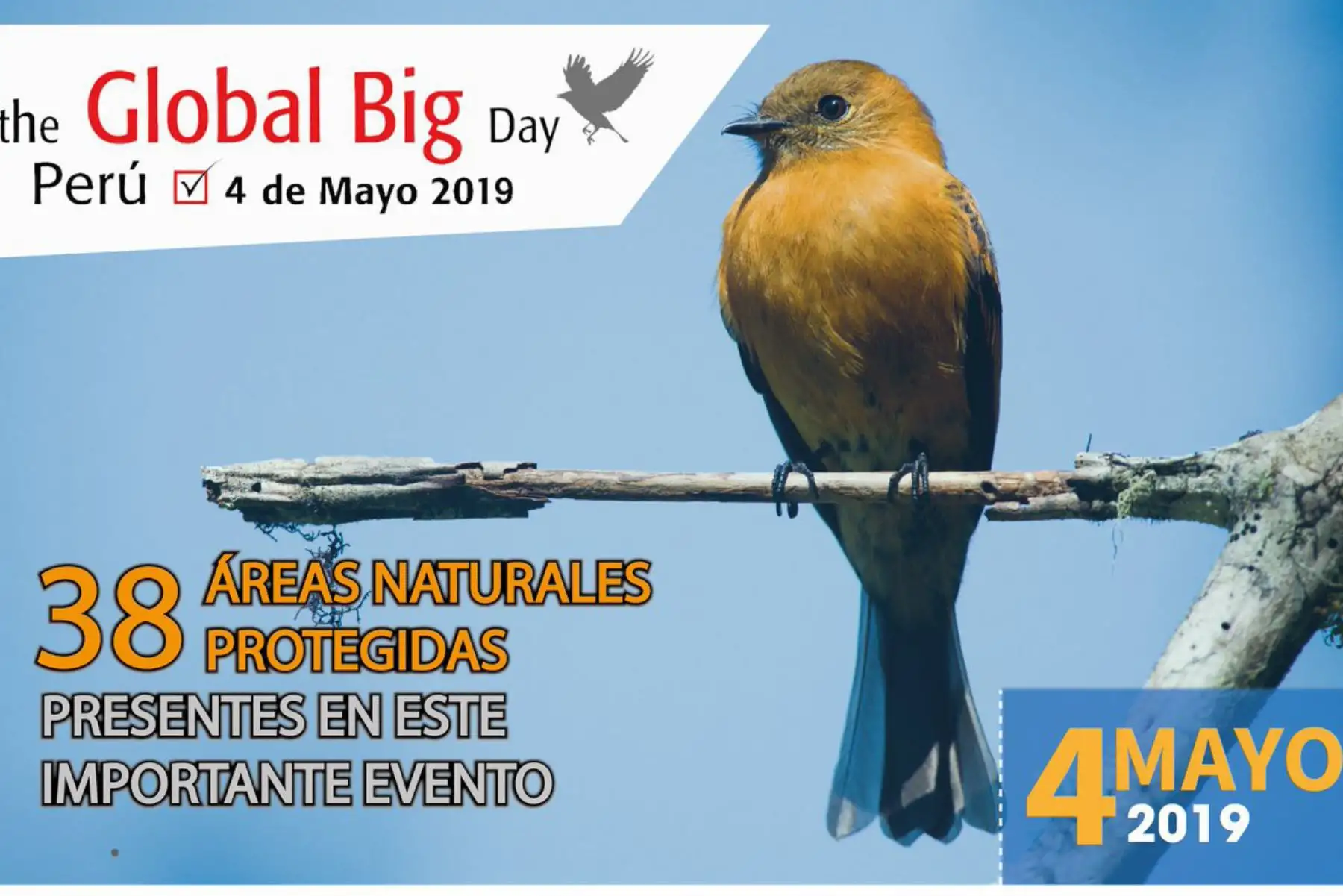 Considerado como el segundo país megadiverso en el mundo, al concentrar el 70% de la diversidad biológica del planeta, el Perú es un auténtico paraíso de las aves. Por ello, ganó en dos oportunidades el Global Big Day y aspira al tricampeonato en la quinta edición que se realiza hoy.