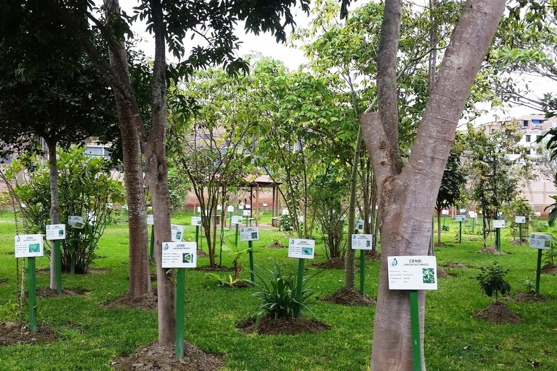 Conoce gratis más de 400 plantas medicinales en jardines botánicos del INS. Foto: ANDINA/Difusión.