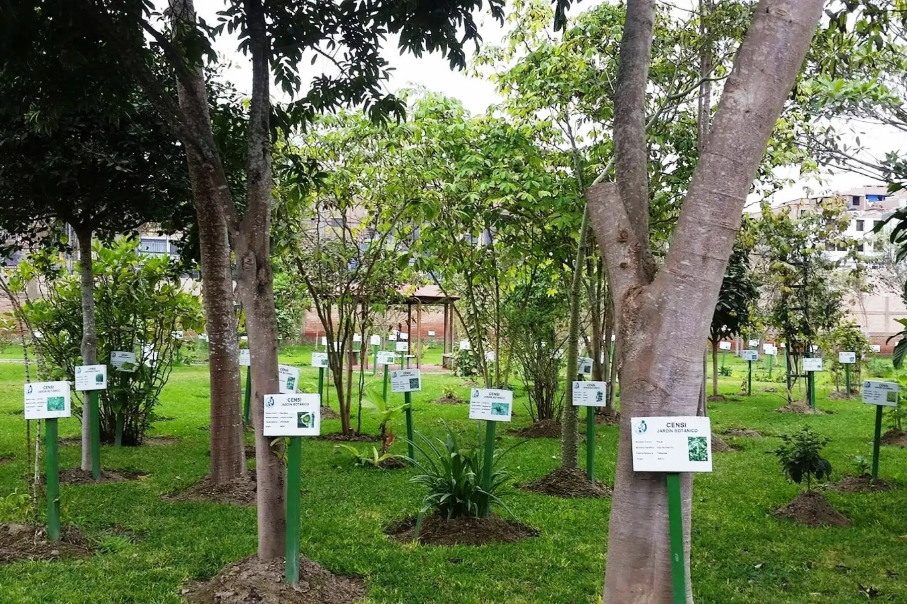 Conoce gratis más de 400 plantas medicinales en jardines botánicos del INS. Foto: ANDINA/Difusión.