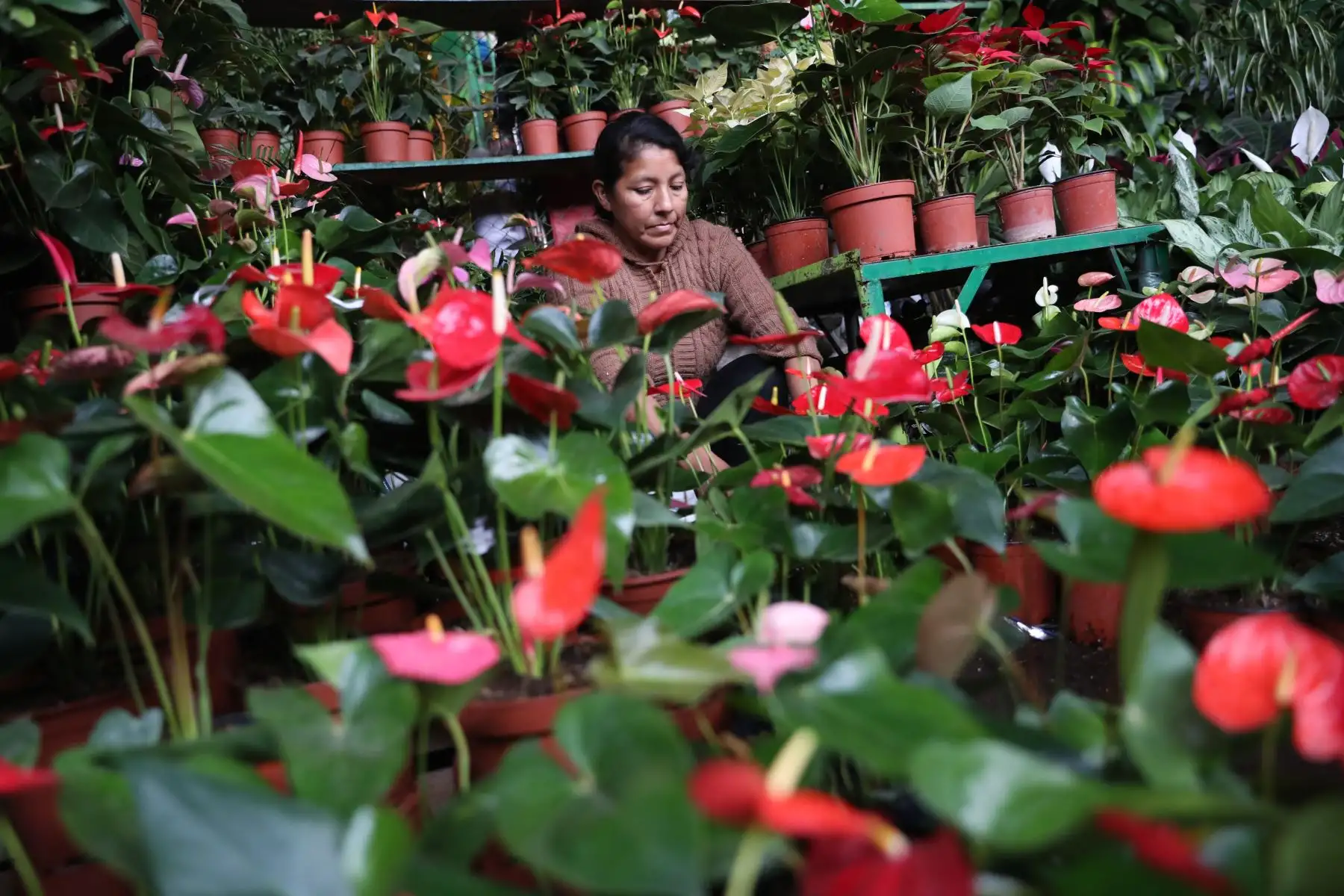Compra de arreglos florales tienen gran demanda en el día de la madre.  Foto: ANDINA/Melina Mejía