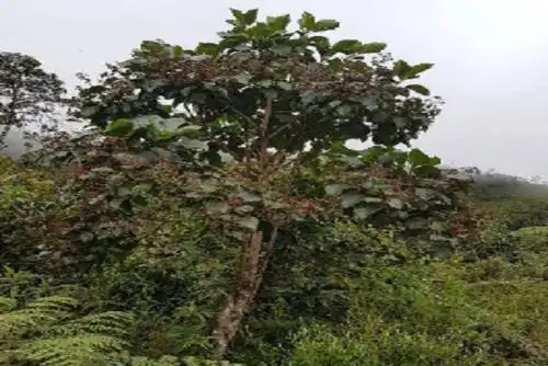 El árbol de la quina cobró fama mundial por las propiedades farmacológicas y medicinales presentes, sobre todo, en su corteza, que ayudaron a salvar muchas vidas frente a enfermedades epidémicas como la malaria. ANDINA/Difusión