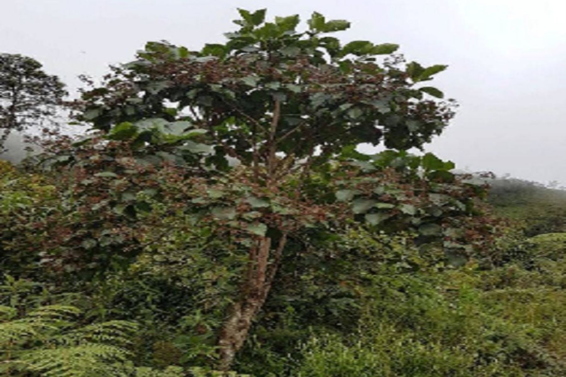 El árbol de la quina simboliza al reino vegetal y a la riqueza natural en el Escudo Nacional del Perú. ANDINA/Difusión