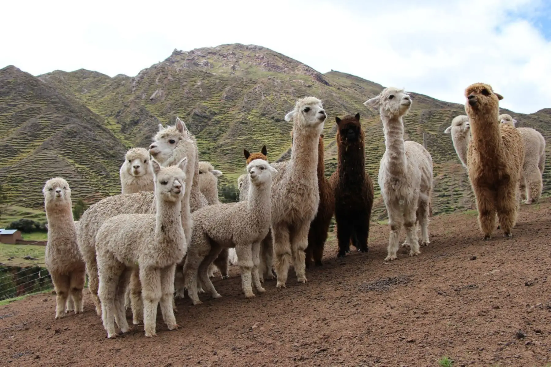 Un millón y medio de cabezas de ganado ovino y de alpacas en 13 regiones del país serán protegidas ante las bajas temperaturas a través de la distribución y aplicación de kits veterinarios iniciada por Agro Rural, del Ministerio de Agricultura y Riego, como parte de las actividades preventivas ante la próxima temporada de bajas temperaturas.