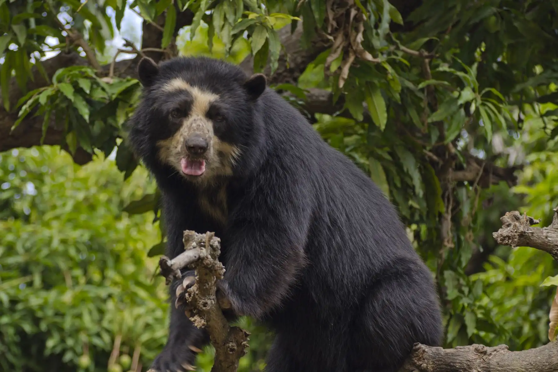 Oso andino: así se le conoce en las diversas lenguas originarias del Perú. ANDINA/Difusión