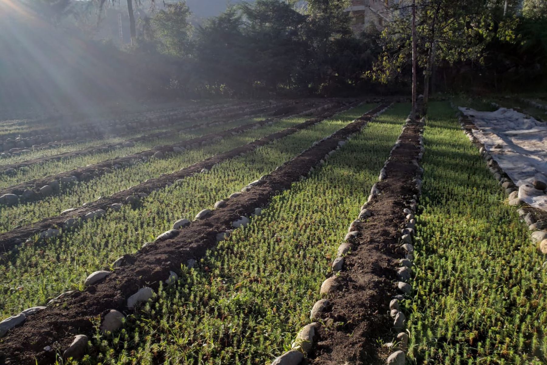 Apurímac: sembrarán 100,000 plantones para mejorar uso de agua y conservar ambiente