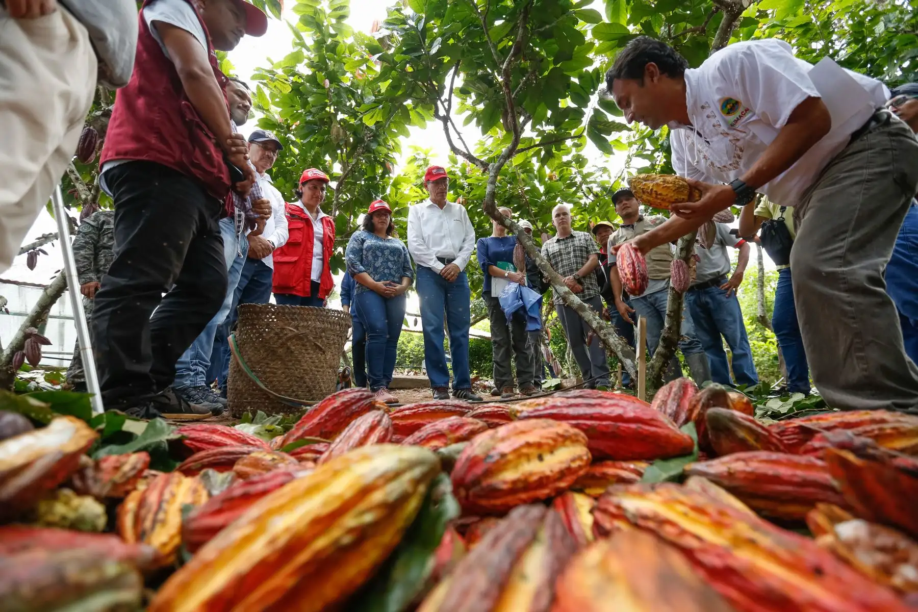 Presidente Martín Vizcarra visita Cooperativa Agraria Allima Cacao, en el distrito de Chazuta, región San Martín.Foto: ANDINA/Prensa Presidencia