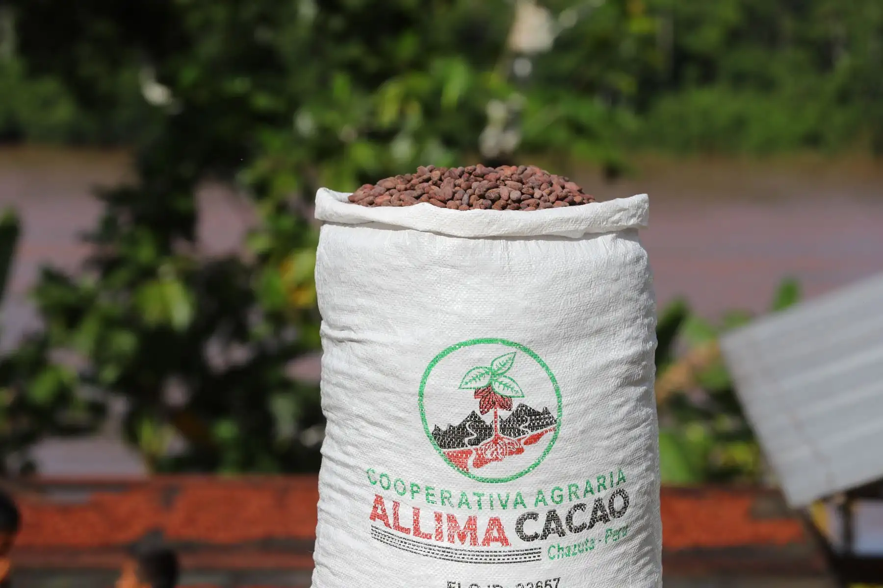 Presidente Martín Vizcarra visita Cooperativa Agraria Allima Cacao, en el distrito de Chazuta, región San Martín.Foto: ANDINA/Prensa Presidencia