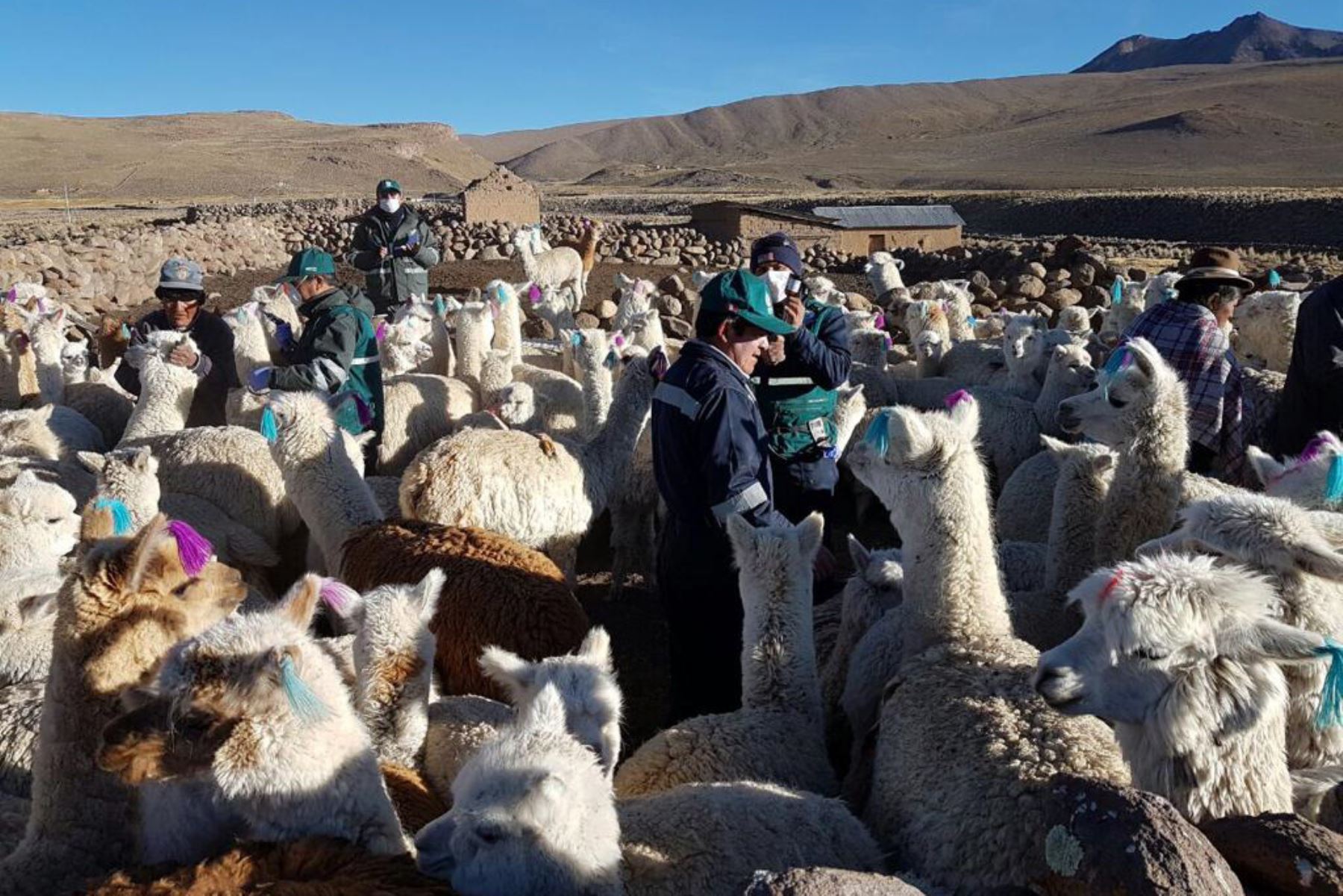 Puno: pequeños ganaderos de Lampa reciben kits veterinarios para proteger su ganado