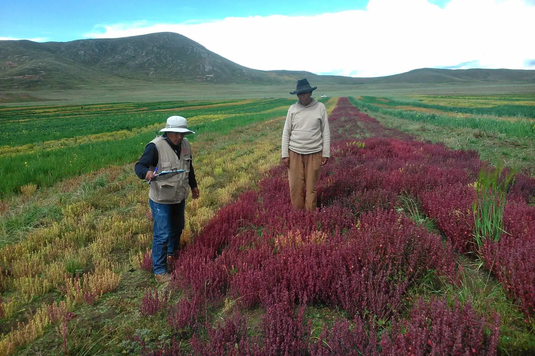 ANDINAAgricultores de Puno apuestan por la quinua orgánica para combatir anemia y desnutrición infantil; además de obtener mayores ingresos económicos. ANDINA