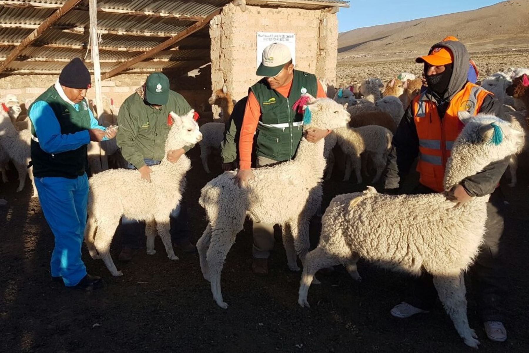 Minagri entrega kits e insumos para enfrentar heladas en zonas altas de Tacna y Junín. ANDINA/Difusión