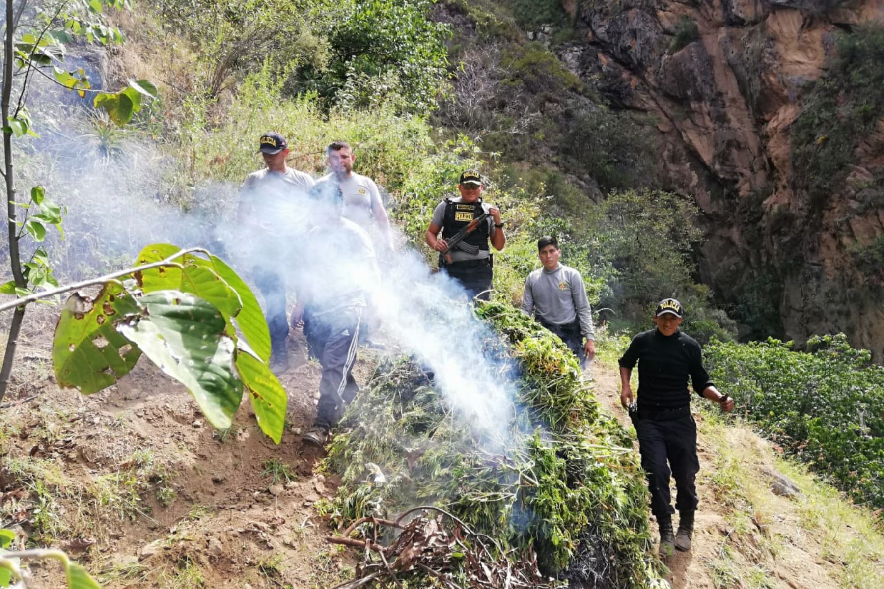 Policía incinera más de 1,400 plantones de marihuana en provincia de Pallasca, en Áncash. ANDINA/Difusión