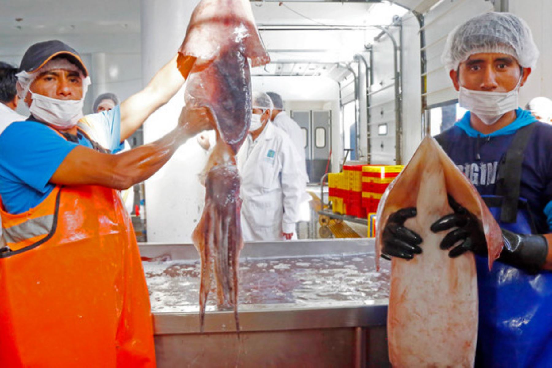 Produce establece cuota de 450,000 toneladas del recurso calamar gigante para este año