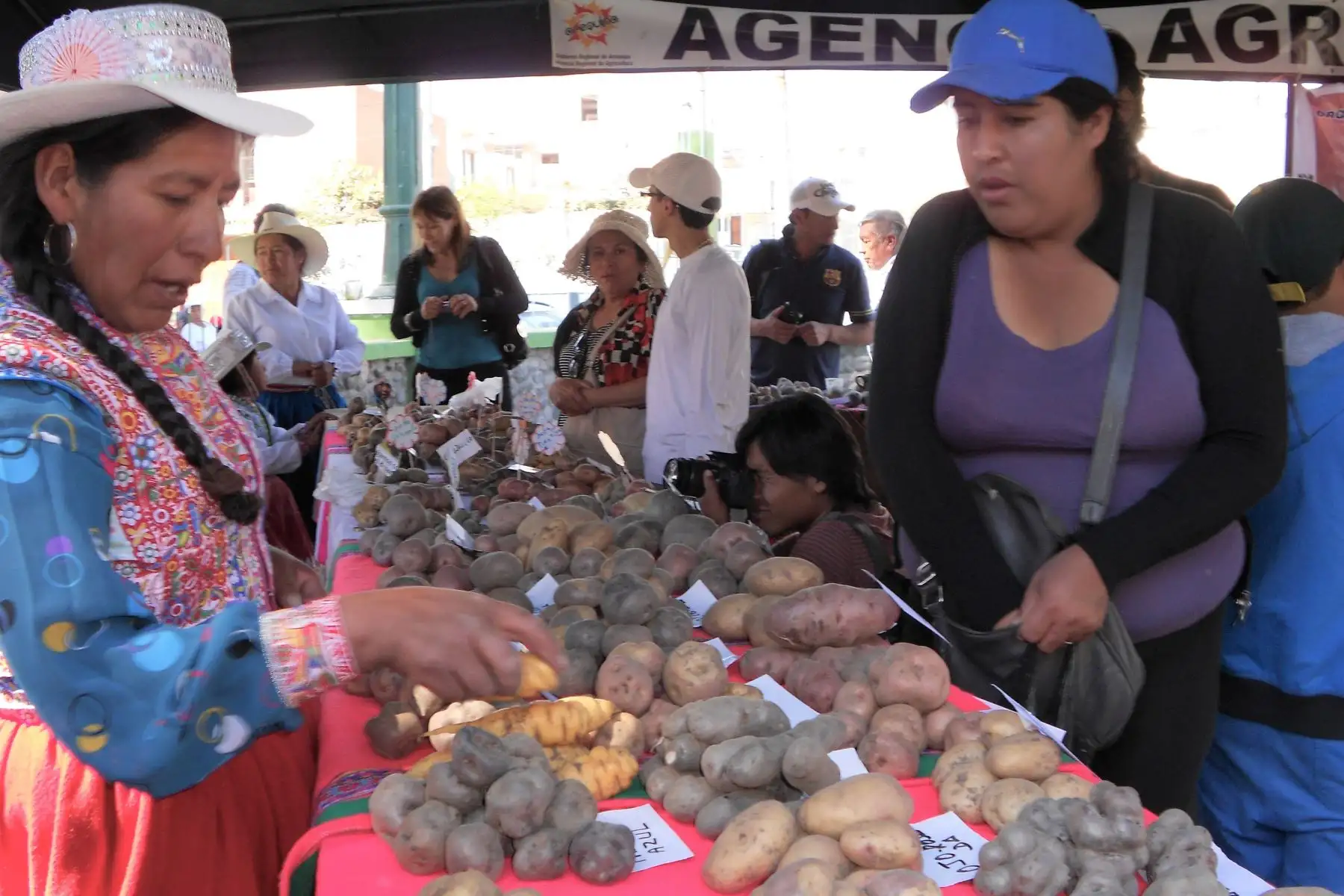 Arequipa trabaja para incrementar hectáreas de cultivos de papa.