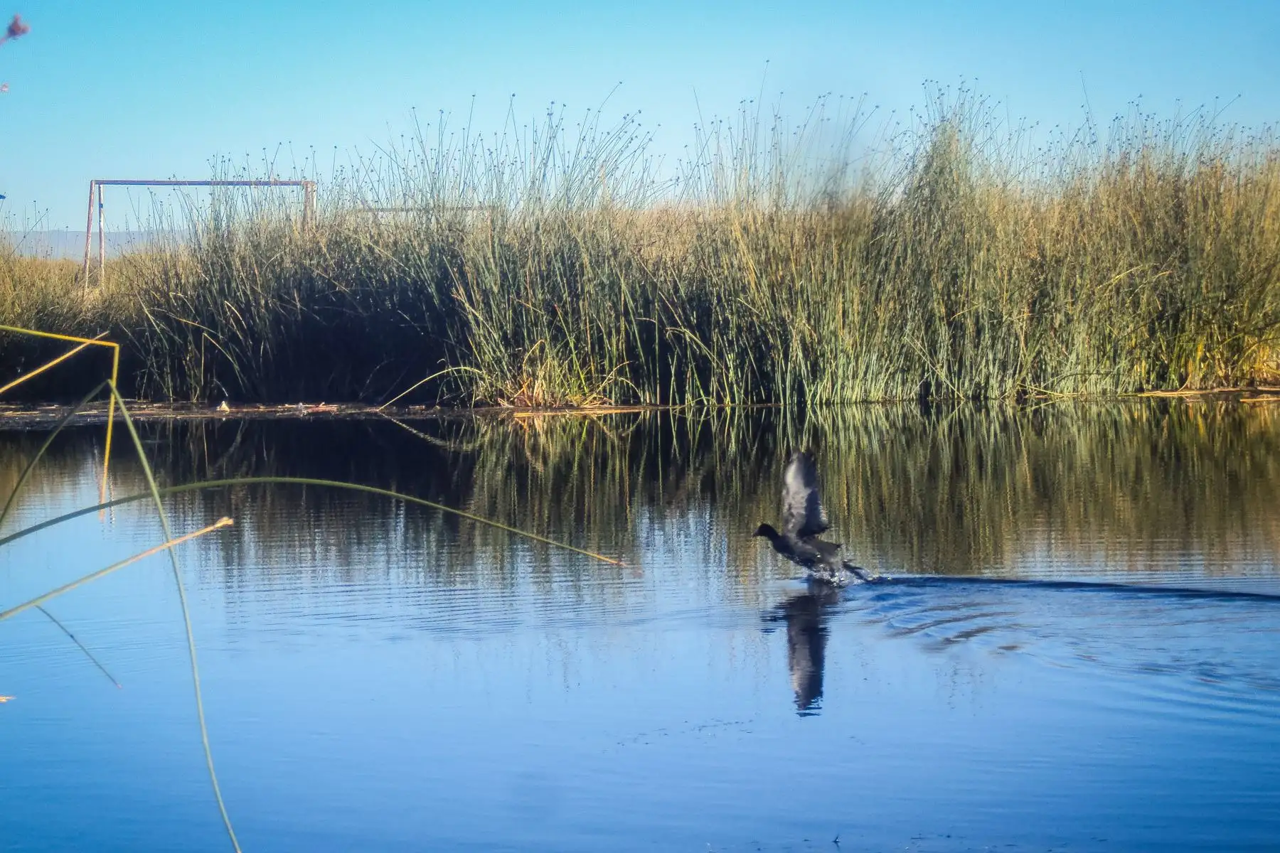 Niños, niñas y adolescentes del pueblo originario Uro fueron partícipes del  proyecto «Qhas Qot Zuñinaka» “las personas de agua y lago”, que tiene como objetivo revalorar sus costumbres a través de la fotografía.
Foto: ANDINA/Cortesía Colectivo HATUN ÑAKAJ