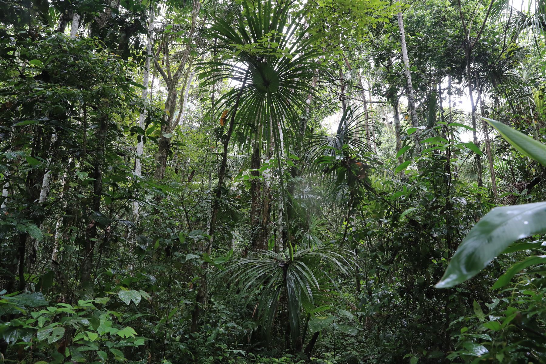 Se podrán incluir proyectos en reforestación con especies nativas, revegetación, conservación de suelos, cochas, entre otros, en 19 cuencas priorizadas”ANDINA/Juan Carlos Guzmán