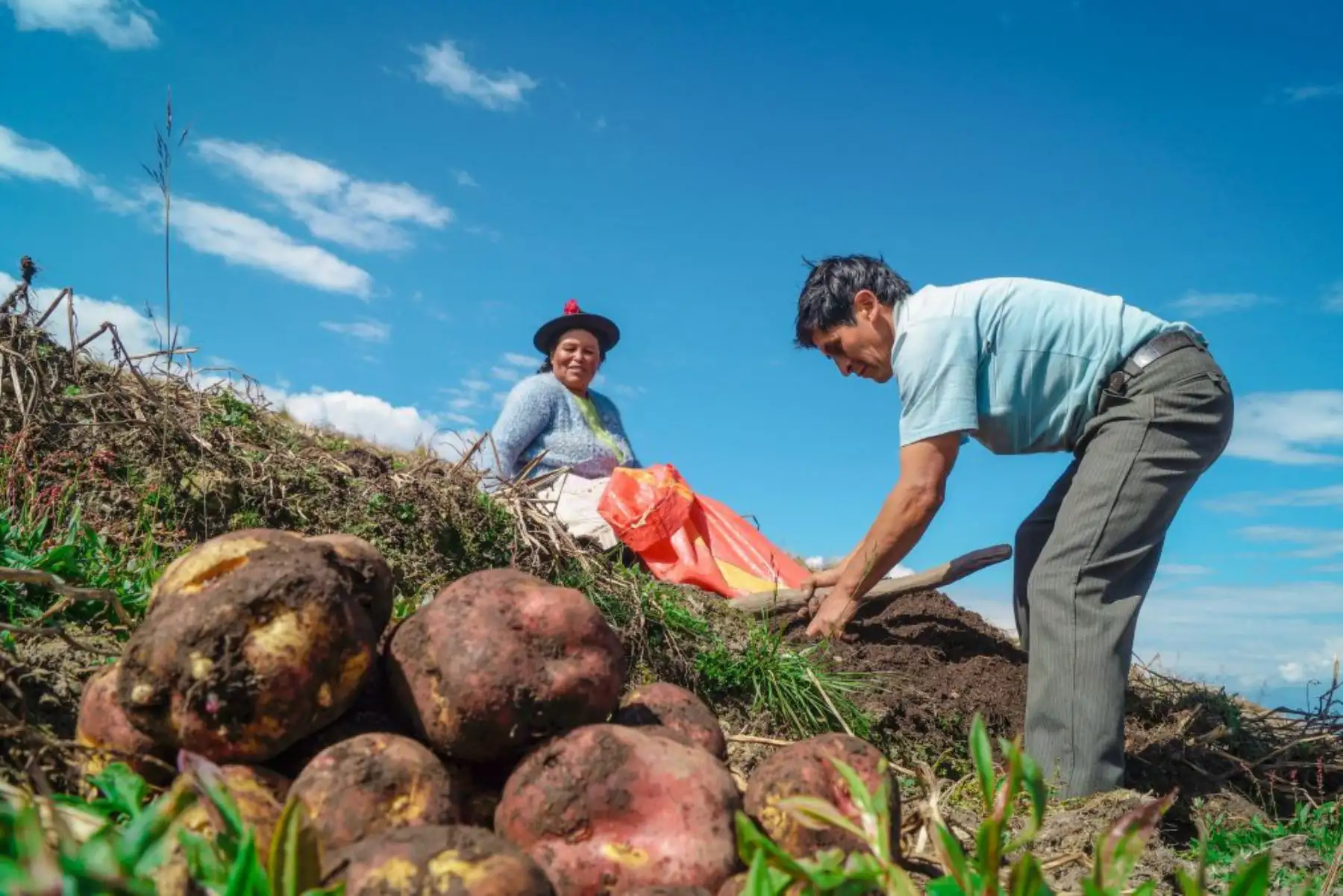 Día Nacional de la Papa: Minagri destinó S/ 13.9 mllns para mejorar capacidades productivas