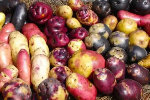 Senamhi: lluvias en sierra sur y altiplano son favorables para producción de papa y maíz. ANDINA/Difusión