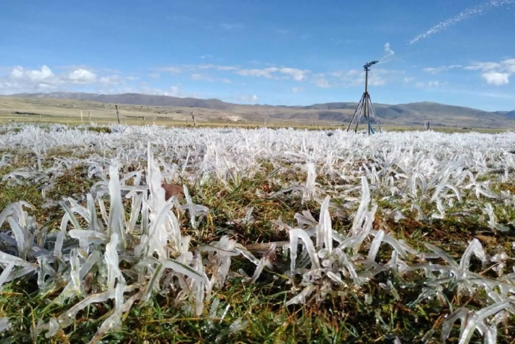 Efecto de las heladas en las zonas altoandinas. ANDINA/Difusión