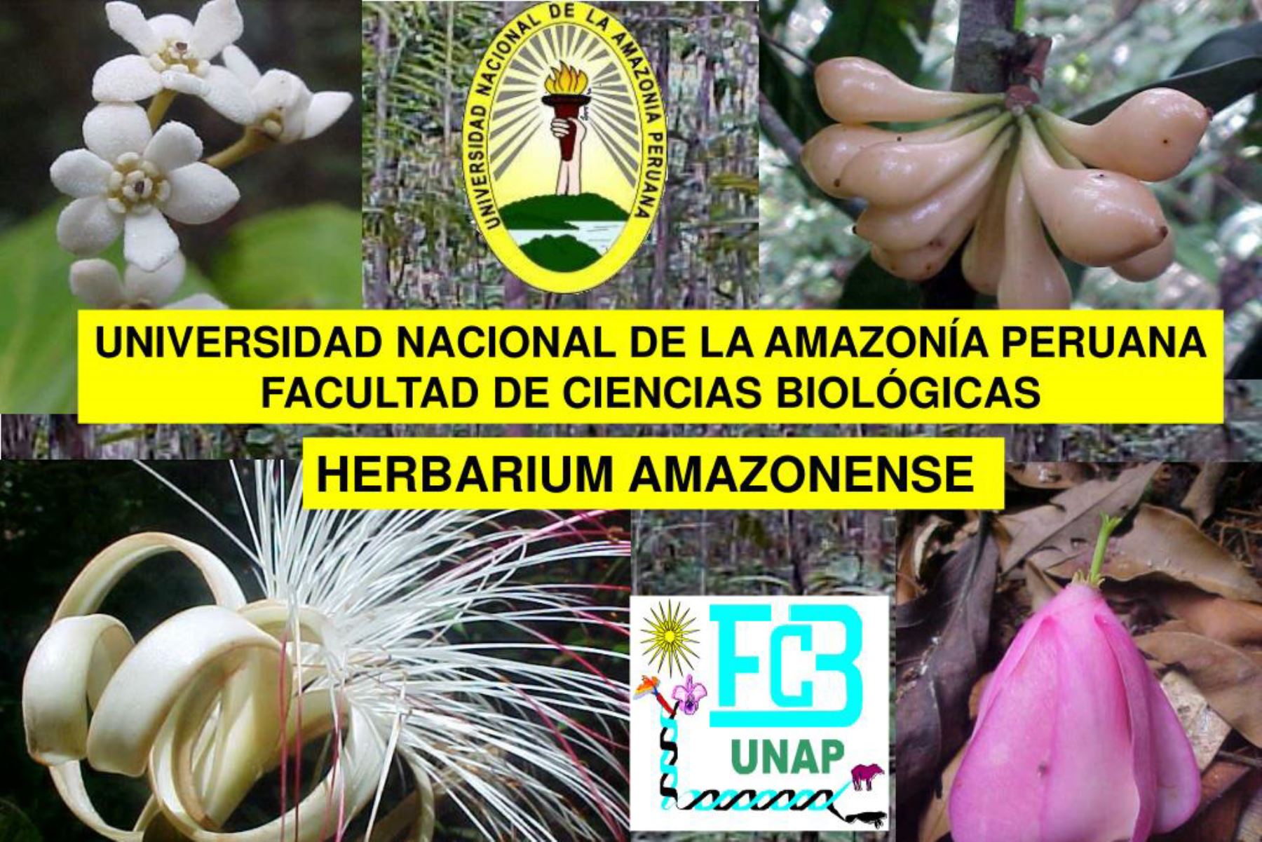 Serfor y Universidad Nacional de la Amazonía peruana pondrán en valor colección científica de la flora de la Amazonía peruana.