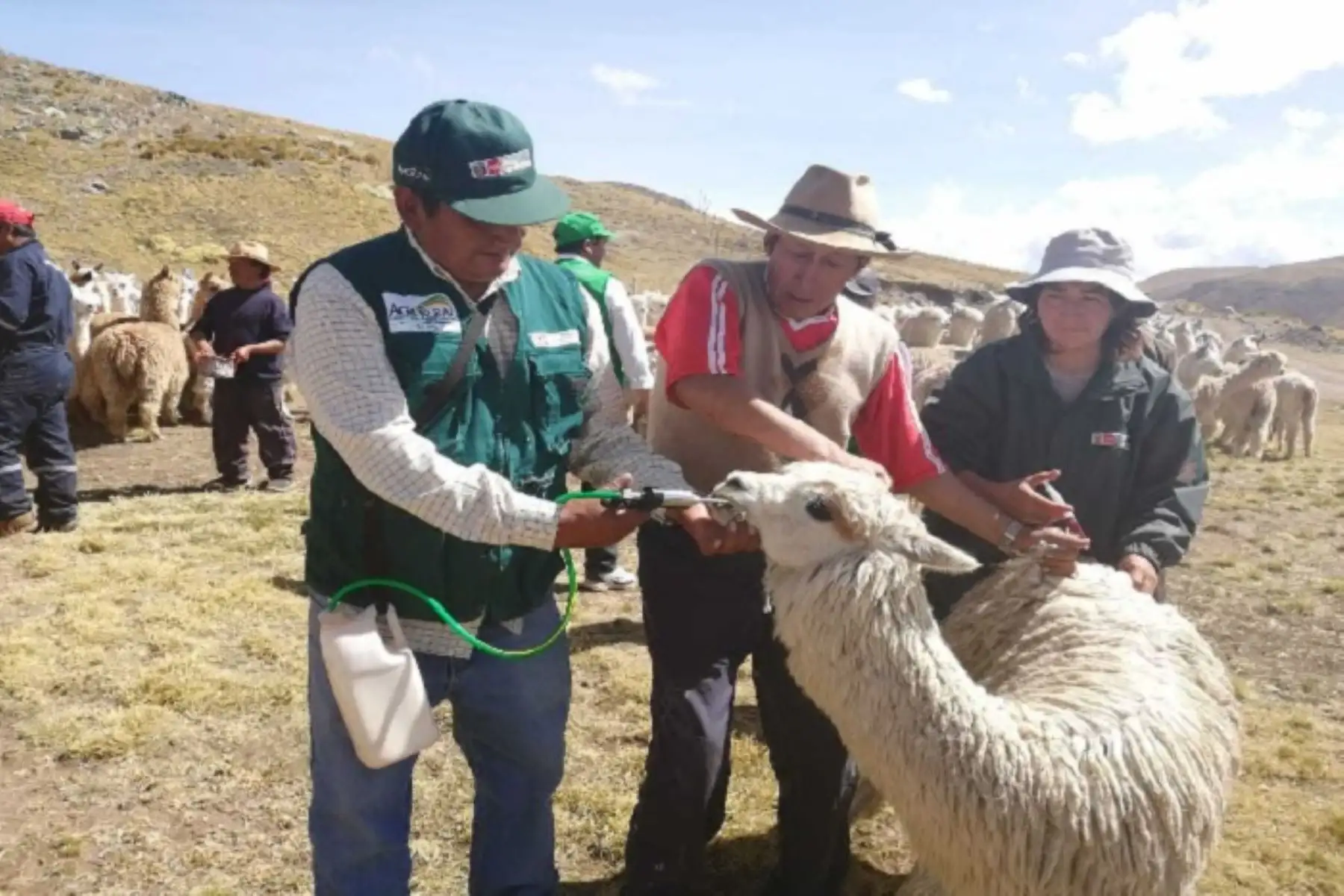 Tras culminar la distribución de 15,000 kits veterinarios en 13 regiones susceptibles a la temporada de heladas, especialistas de Agro Rural del Ministerio de Agricultura y Riego (Minagri) vienen realizando la aplicación y dosificación de estos insumos veterinarios a fin de reducir la vulnerabilidad de al menos 1.5 millones de alpacas y ovinos en las zonas rurales.