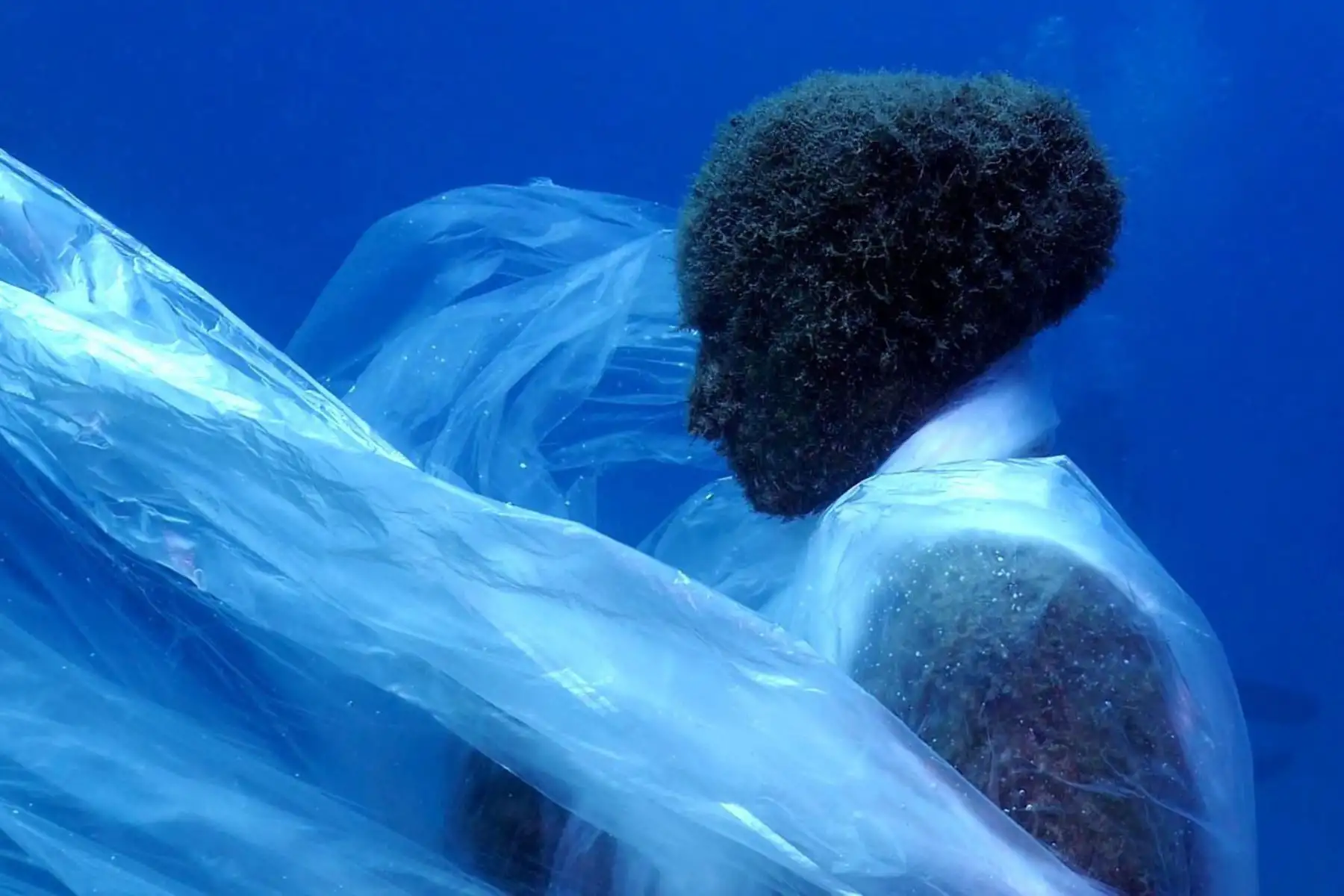 Esculturas humanas del museo sumergido de Lanzarote han aparecido este sábado atrapadas en plásticos, en una acción realizada con motivo del Día de los Océanos.
Foto:AFP/Fotografía facilitada por WWF.