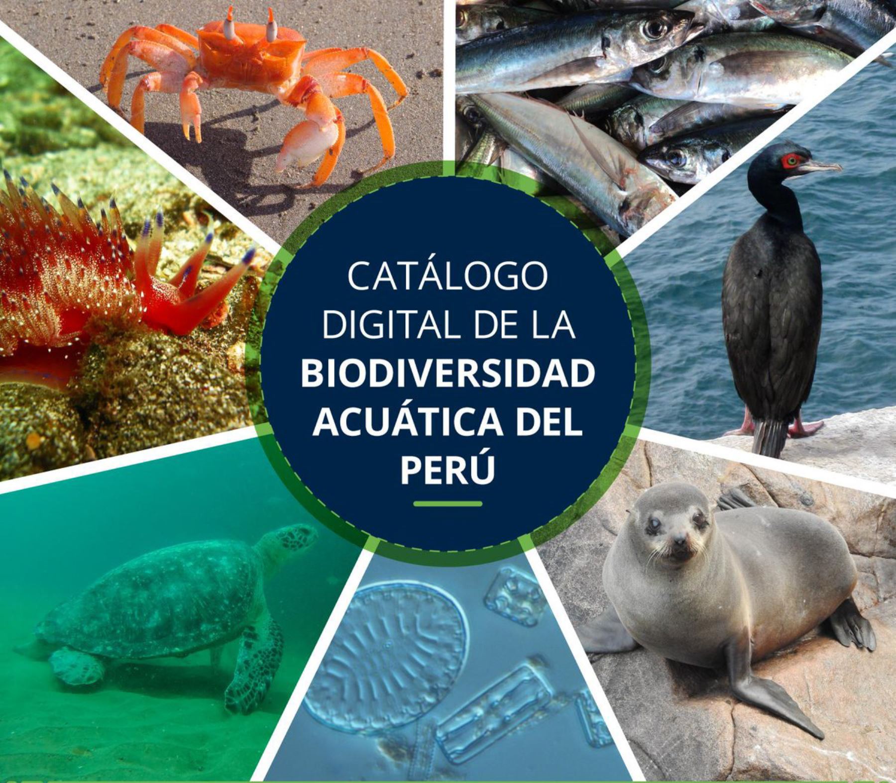 Catálogo Digital de la Biodiversidad Acuática peruana, elaborado por el Instituto del Mar del Perú (Imarpe).
