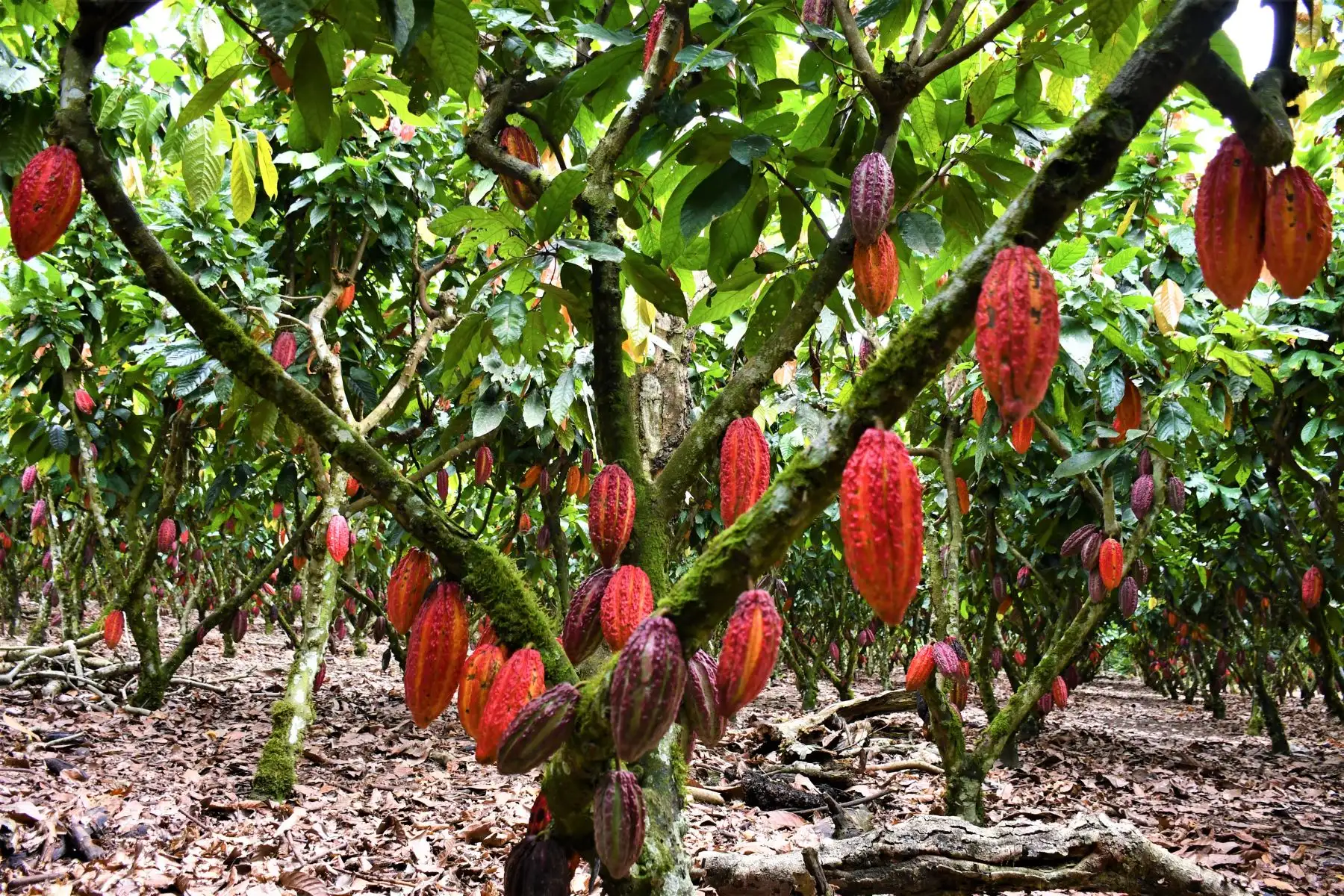 El cacao es uno de los cultivos que corren más peligro por el déficit de lluvias y fuerte calor que afecta a la región San Martín. ANDINA/Difusión