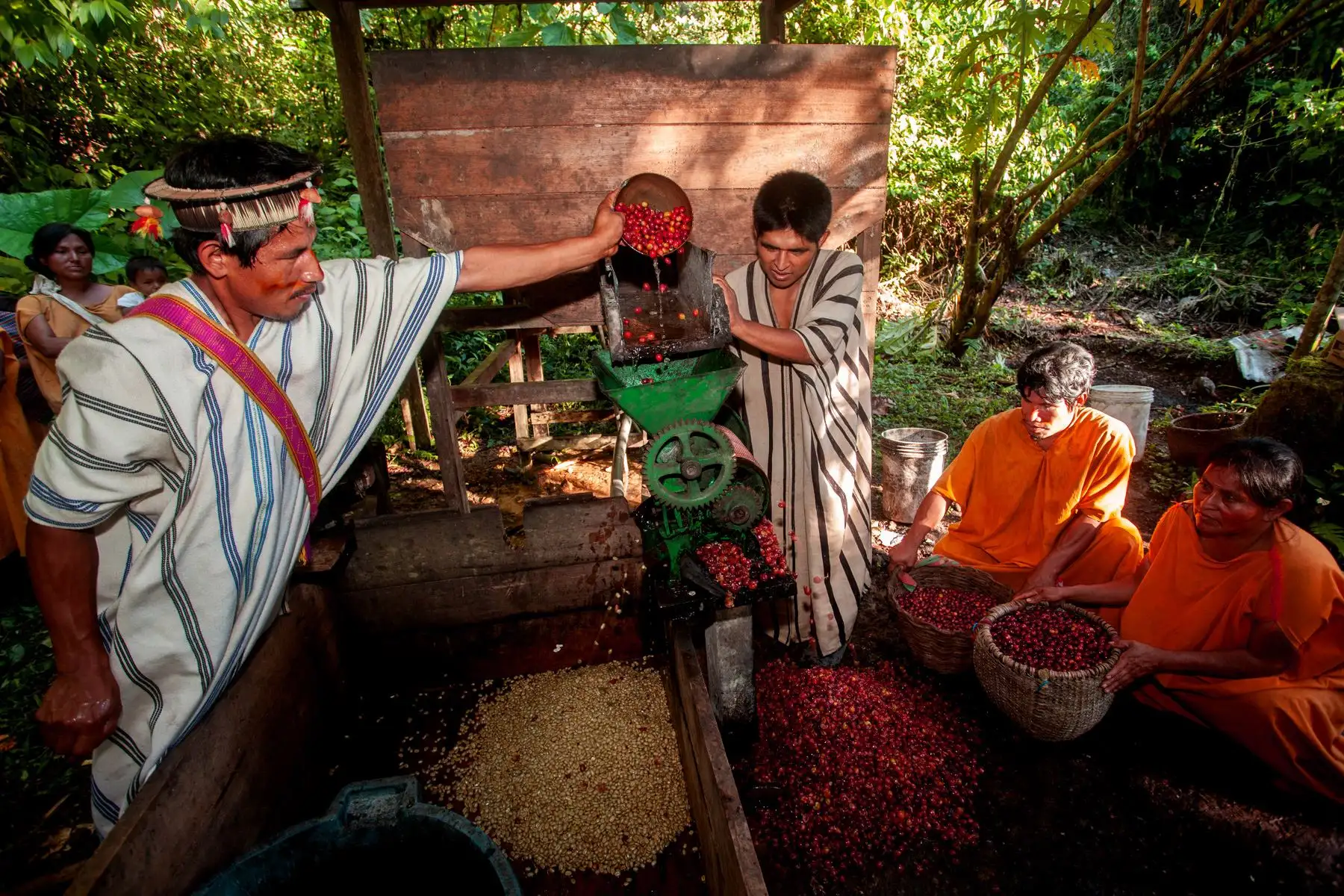 Comunidades indígenas del Vraem se especializan en la producción de cafés especiales. ANDINA/Difusión