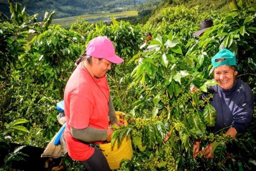 La agricultura fue una de las actividades productivas que ayudó a reducir la pobreza en la región San Martín durante el 2023.