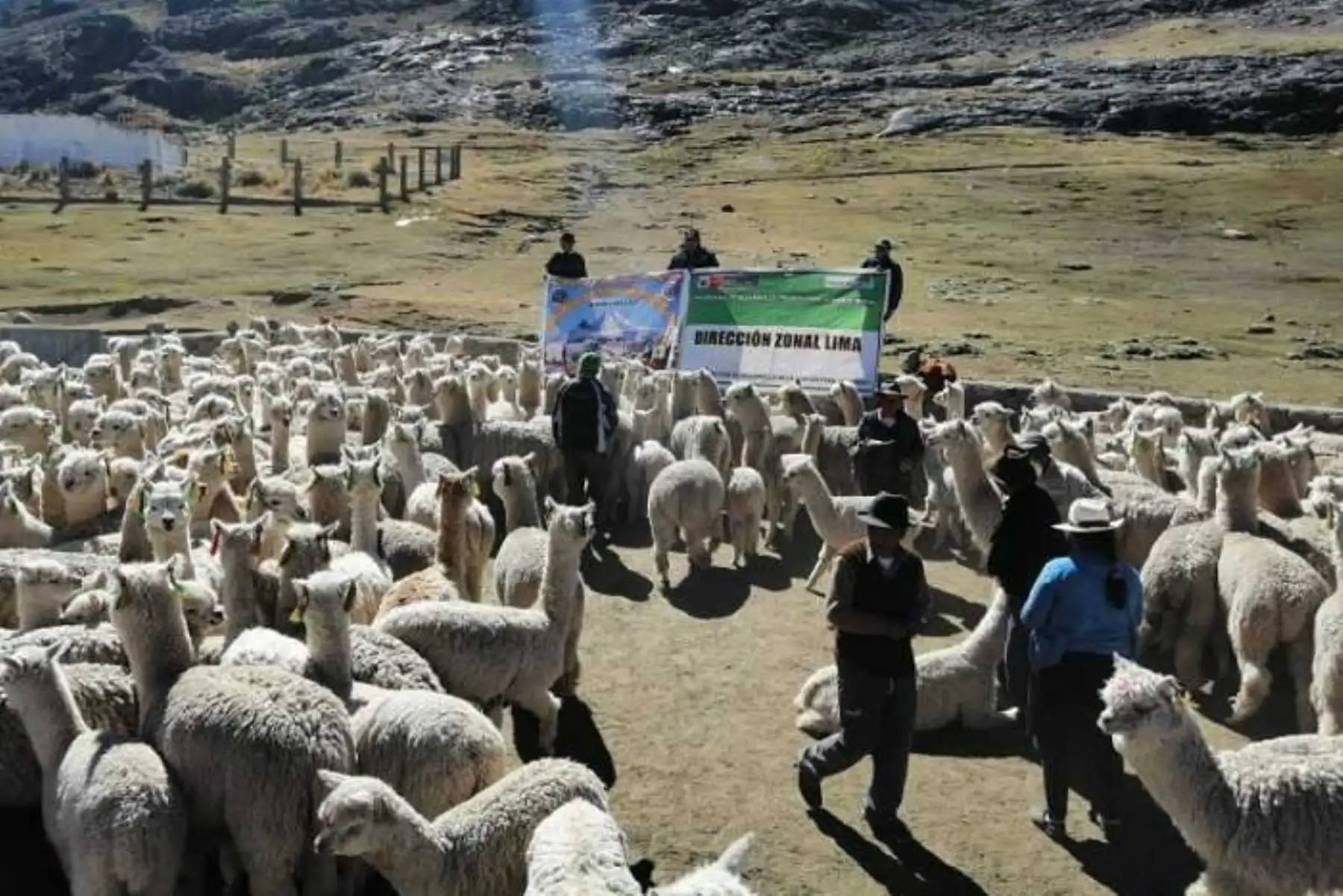Con la participación de dirigentes comunales, autoridades locales y ganaderos beneficiarios, se viene realizando con éxito la jornada masiva de aplicación de antibióticos y antiparasitarios contenidos en los kits veterinarios entregados en las zonas altoandinas de Lima, a través de Agro Rural, por el Ministerio de Agricultura y Riego (Minagri).