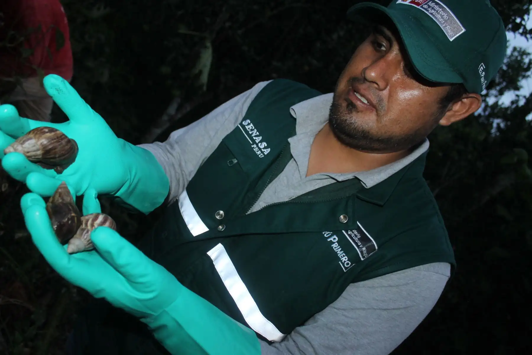 Previenen plaga de caracol gigante africano en zonas agrícolas de la Selva Central. ANDINA/Difusión