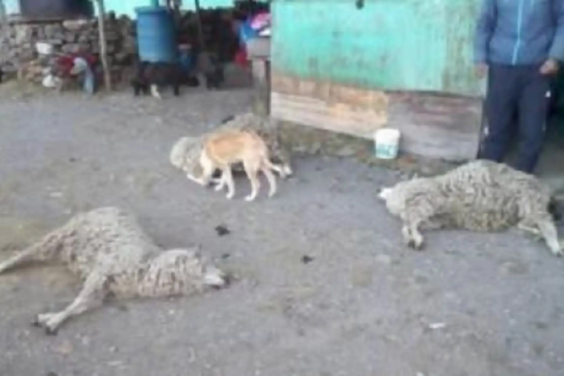 Las heladas registradas desde el pasado 4 de junio en la región Pasco, afectaron a 190 animales y se perdieron 27 en la comunidad de Vinchos, distrito de Pallanchacra, provincia de Pasco, informó el Instituto Nacional de Defensa Civil (Indeci).
