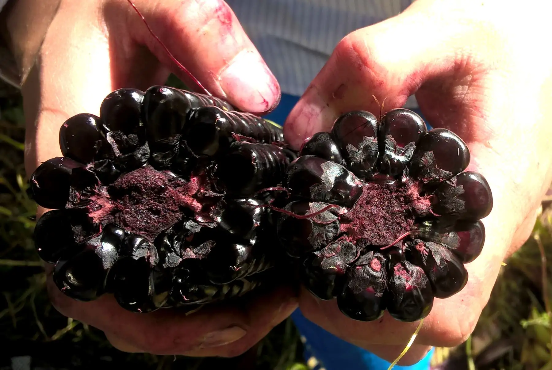 INIA identifica variedad de maíz morado con más propiedad antioxidante. ANDINA/Difusión