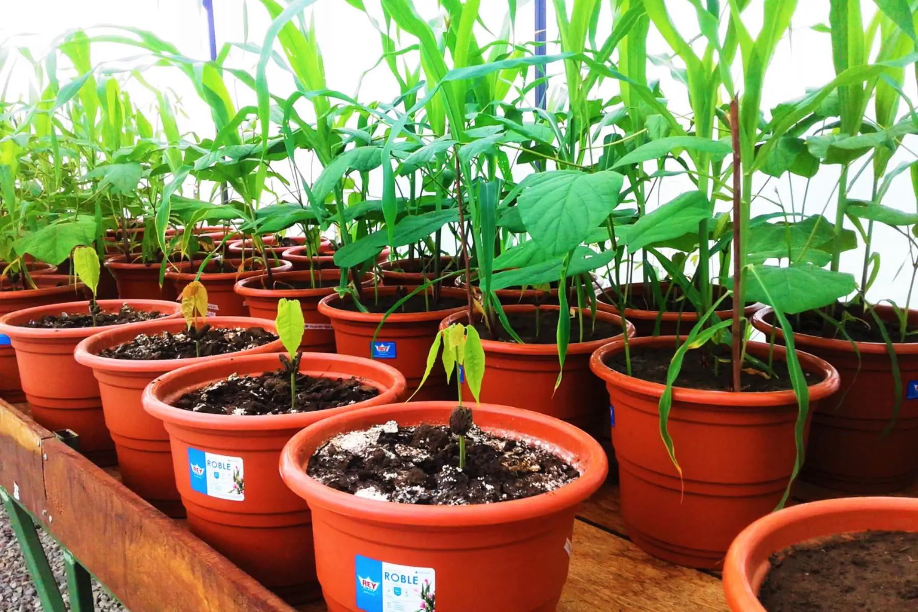 Así trabaja la región San Martín para reducir los niveles de cadmio en el cacao. ANDINA/Difusión