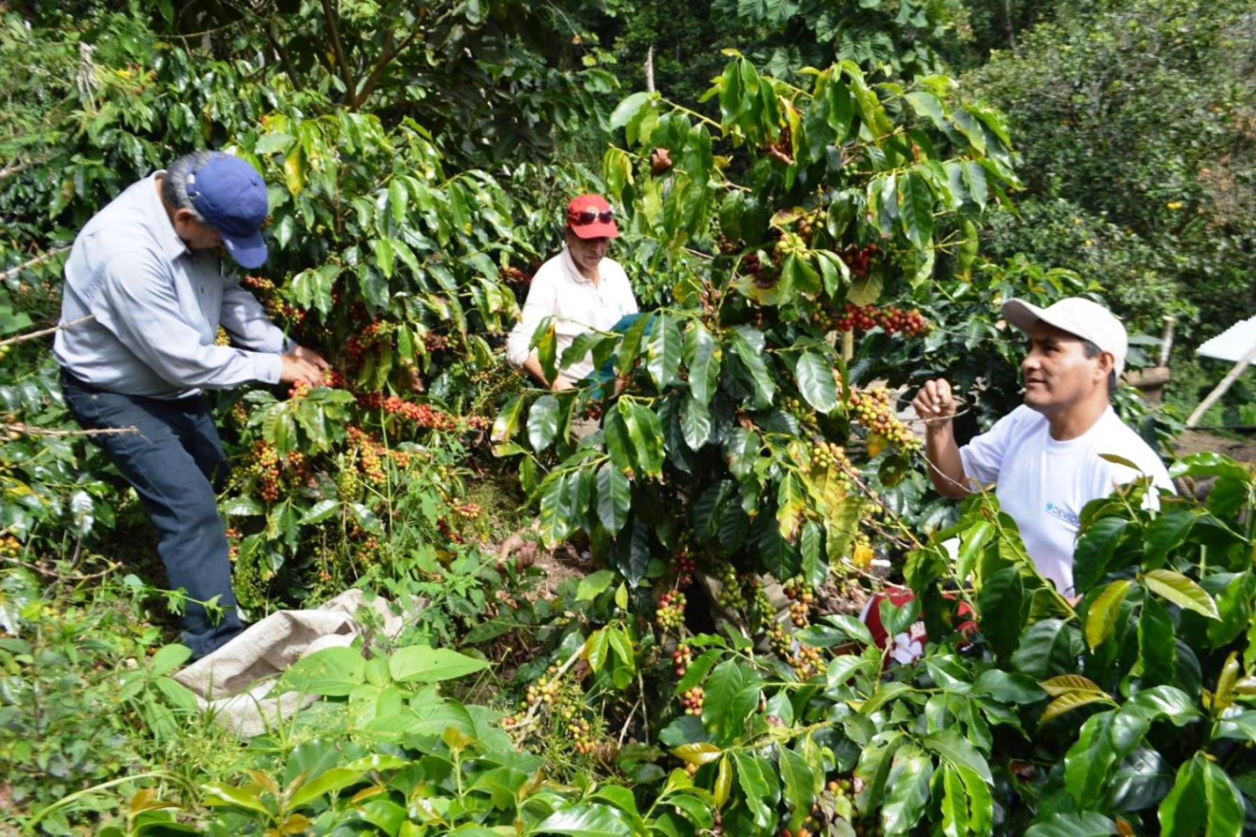 El café es un producto de prioridad en la Ruta Productiva Exportadora.Foto:  ANDINA/Difusión