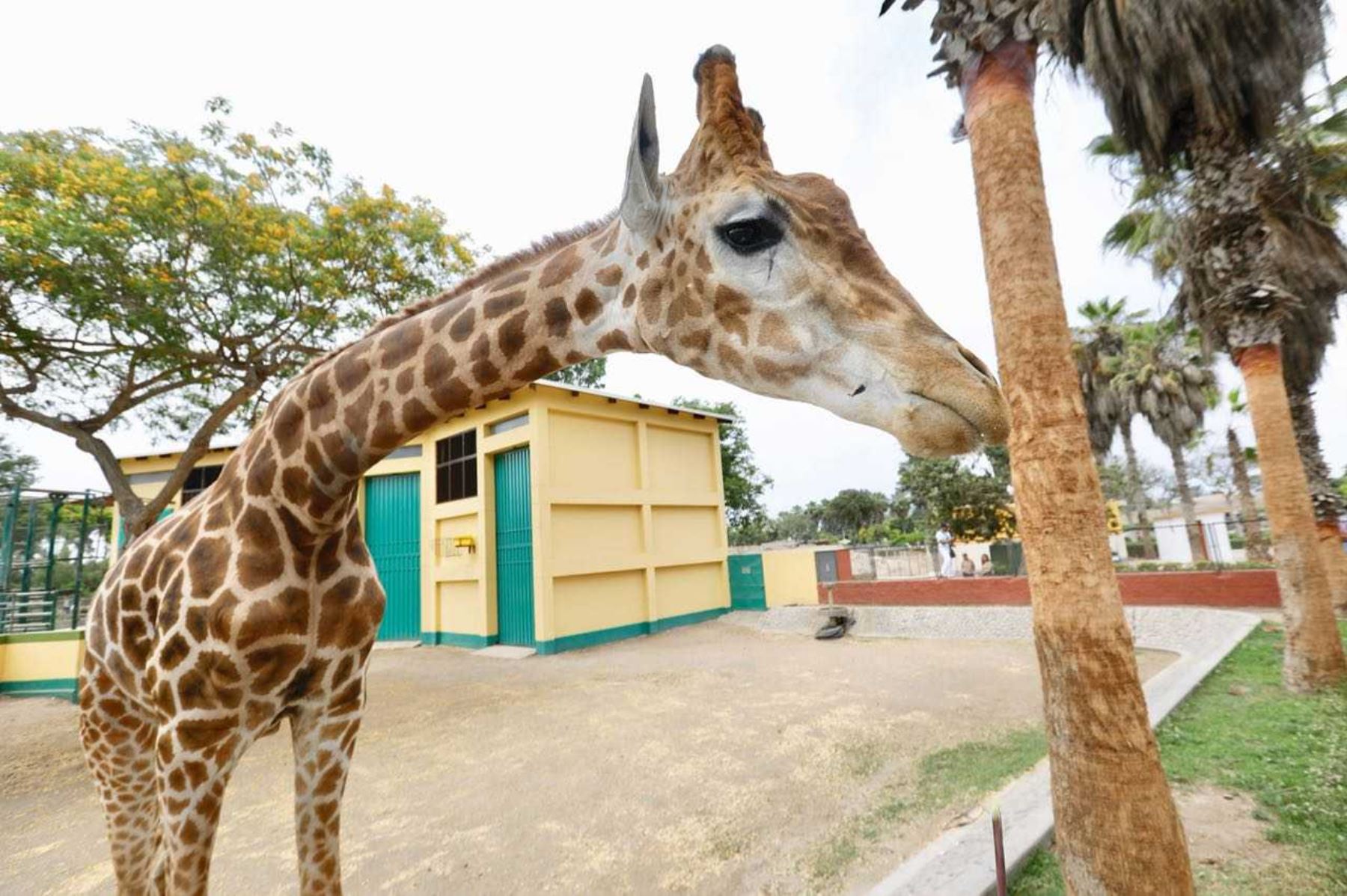 Conoce a la jirafa Domingo, el engreído del Parque de las Leyendas. Foto: ANDINA/Difusión.