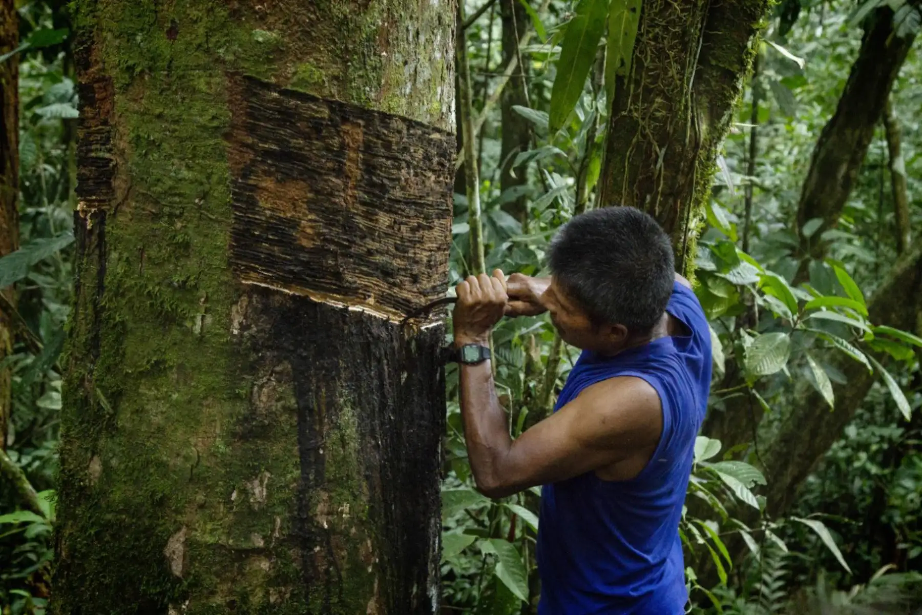 Cooperación de Perú, Costa Rica y Alemania permitirá desarrollar Cuenta Satélite Forestal