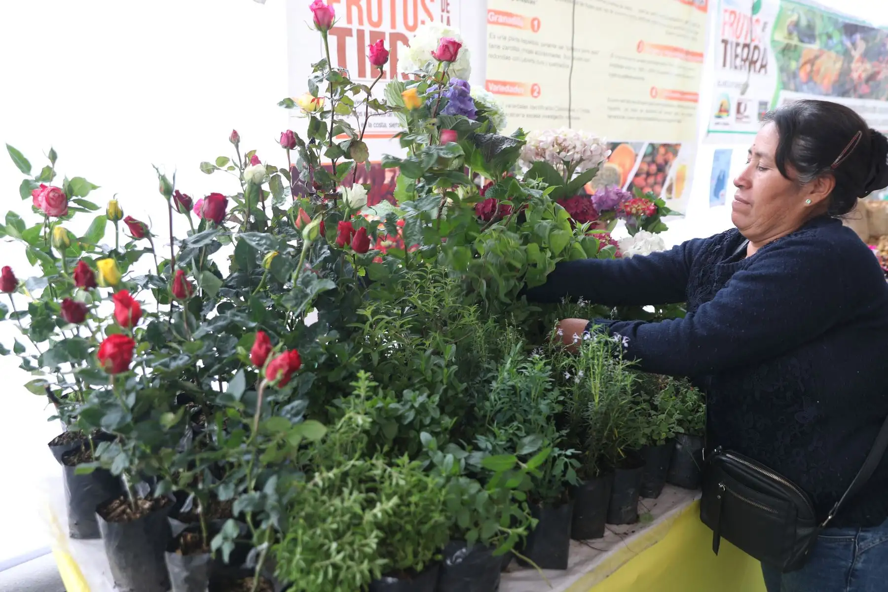 Ministerios de Agricultura y del Ambiente organizan el Festival Nacional de la Biodiversidad donde participan  productores de varias zonas del país, con más de 500 variedades de papas, así como semillas, frutos, ajíes, etc.