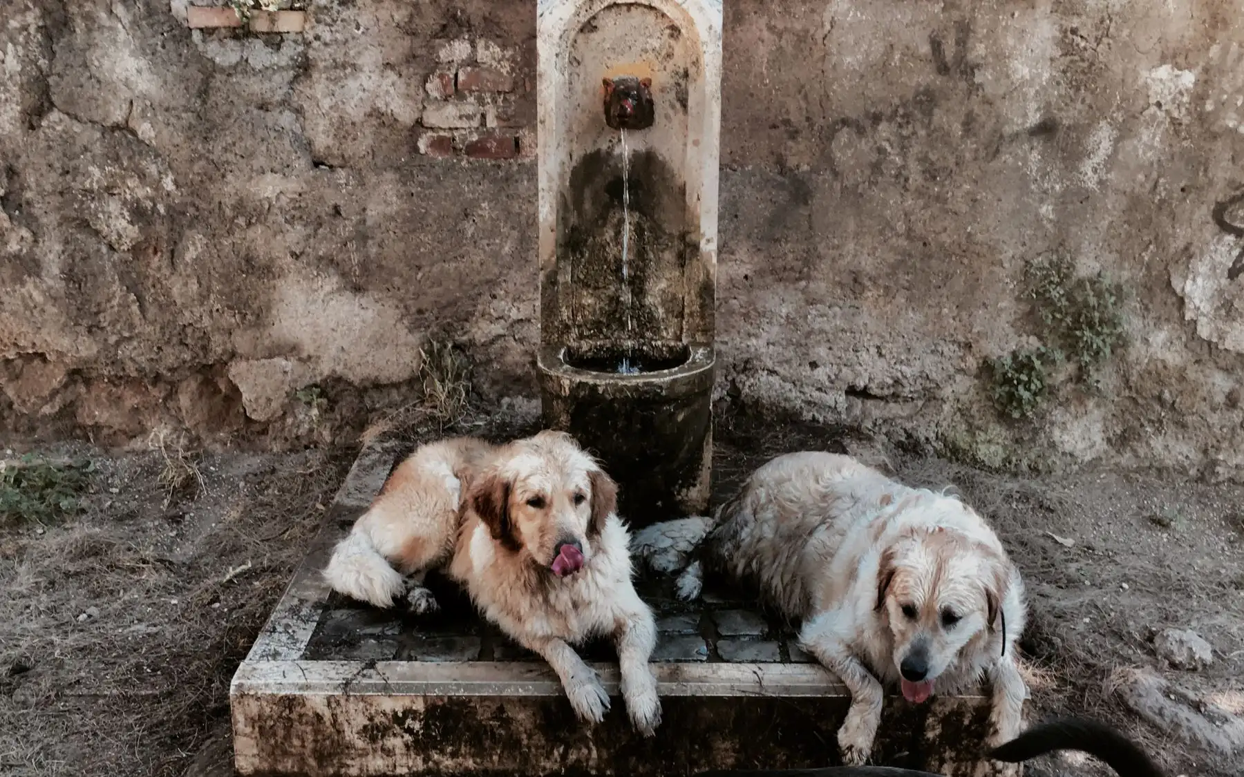 Los perros se refrescan en una fuente pública durante una inusual ola de calor a principios del verano el 24 de junio de 2019 en Roma. Foto: AFP