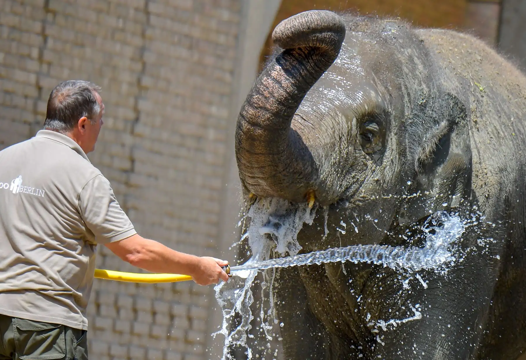 Un guardián del zoológico derrama agua sobre elefantes asiáticos en el zoológico de Berlín, para refrescarlos a medida que las temperaturas en la capital alcanzan los 33 grados. Foto: AFP