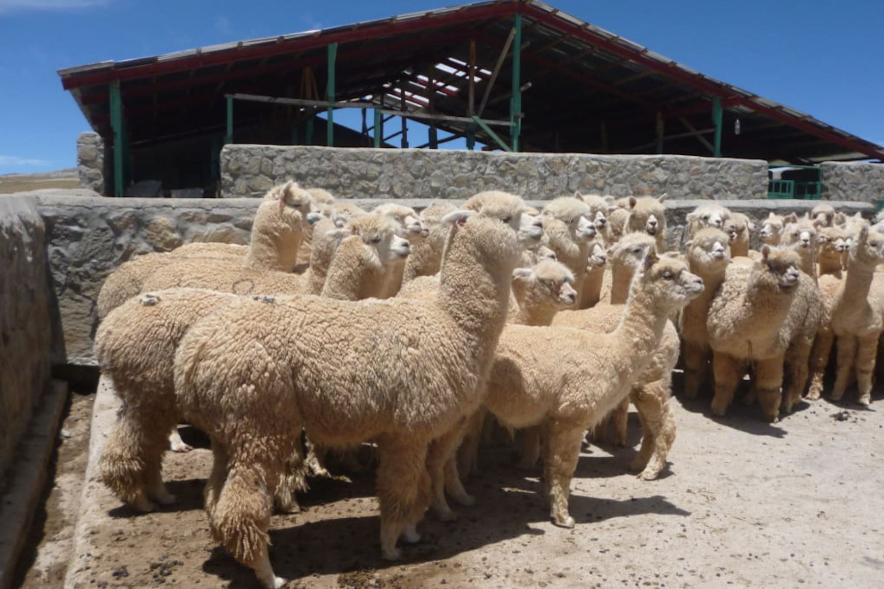 Pobladores de Caylloma implementan cobertizos para alpacas y ovinos.Foto:  ANDINA/Difusión