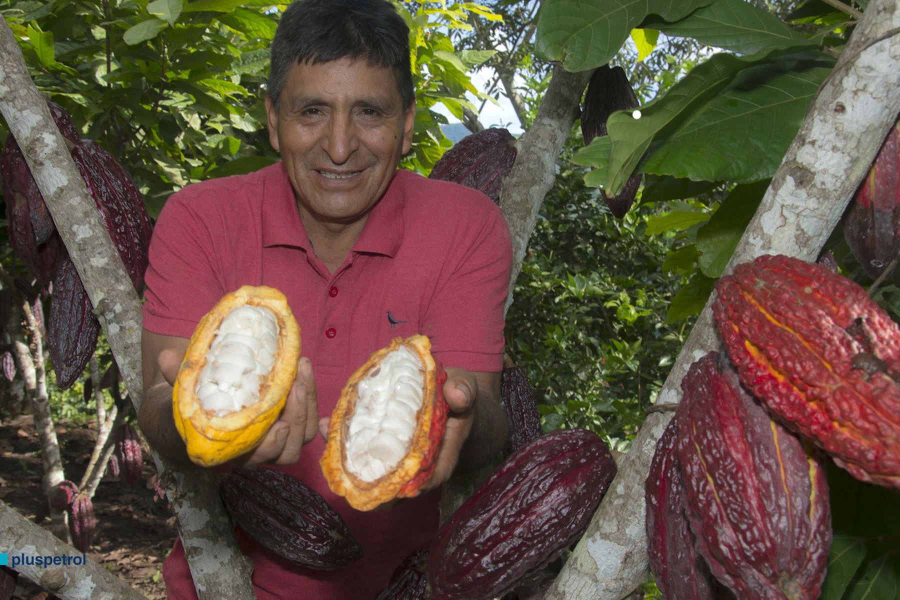 Agricultores de Mazamari, en Junín, apuestan por el cultivo de cacao de alto rendimiento. ANDINA/archivo