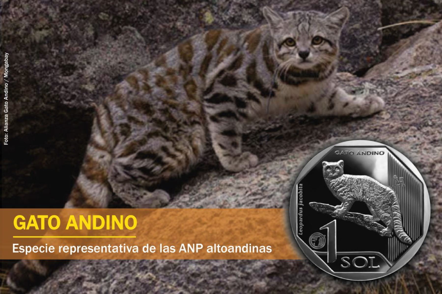 Se estima que en el Perú la población de gato andino no supera los 500 individuos. BCR presentó moneda alusiva a esta especie. ANDINA/Difusión