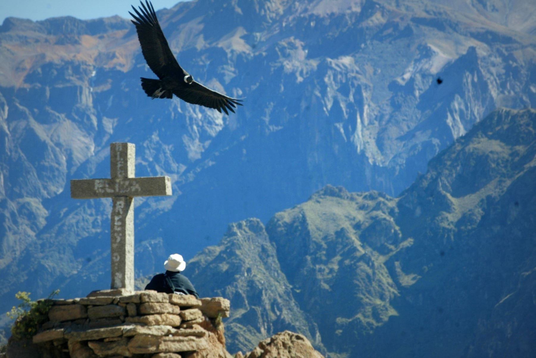 Desde el mirador de la Cruz del Cóndor, en el valle del Colca (Arequipa), se puede apreciar el majestuoso vuelo del cóndor. Foto: ANDINA/Difusión