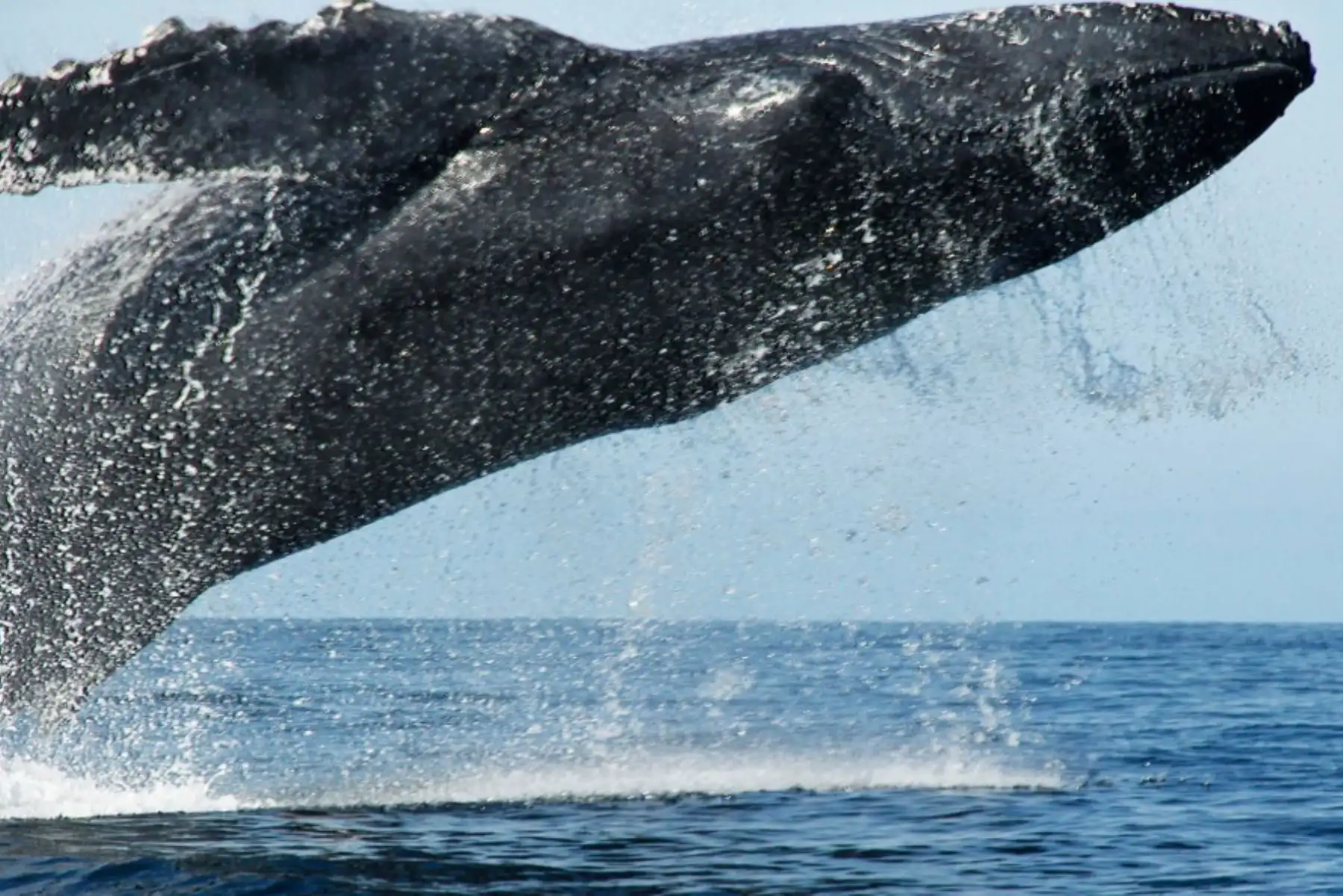 Avistamiento de ballenas: temporada empieza este mes y continúa hasta octubre