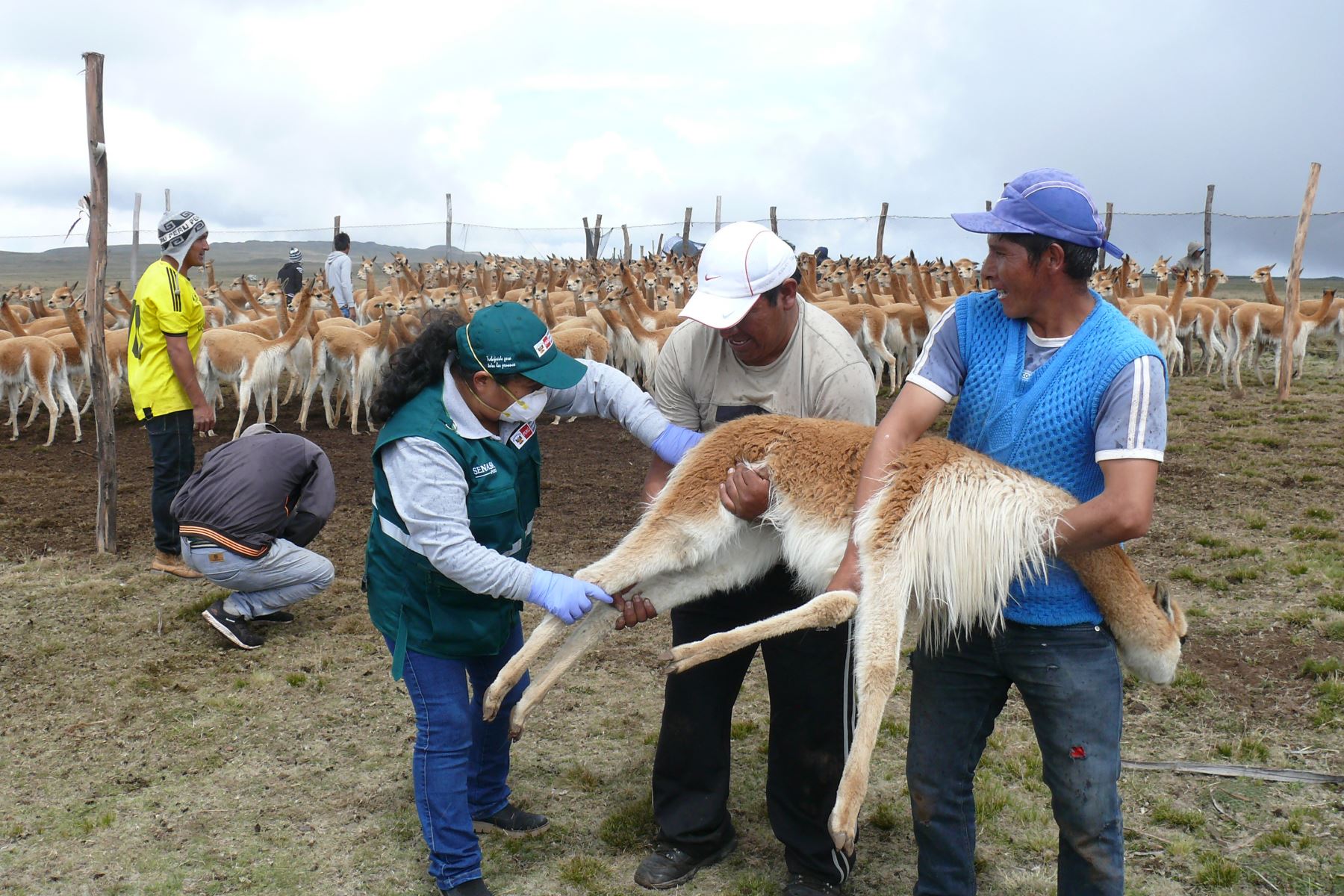 Ayacucho refuerza control sanitario para prevenir enfermedades en vicuñas con apoyo de Senasa. ANDINA/Difusión